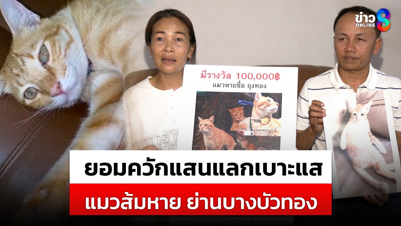 เจ้าของแมวจัดหนัก 1 แสน ใครพา