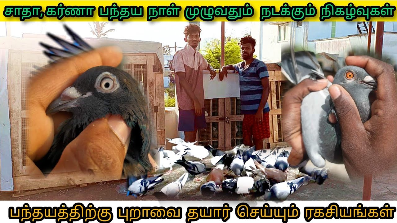 சாதா மற்றும் கர்ணா புறா பந்தயத்தின் வெற்றி ரகசியங்கள் | wining tricks for sadha, karna pigeon race