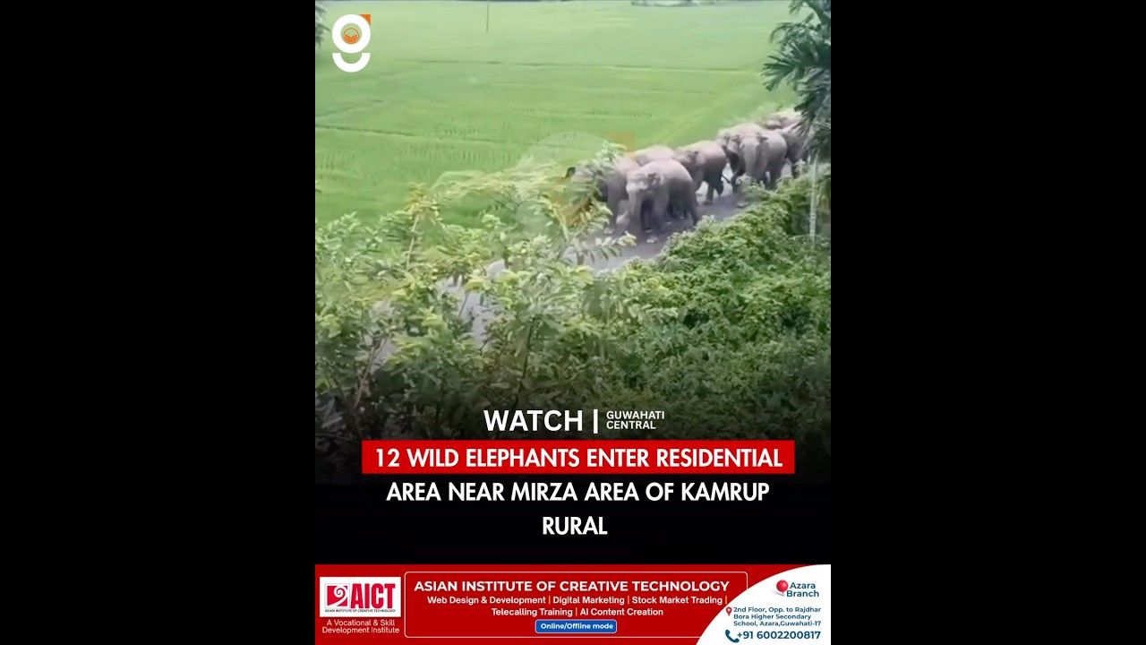 12 Wild Elephants Enter Residential Area Near Mirza, Assam! | Elephant Herd Spotted