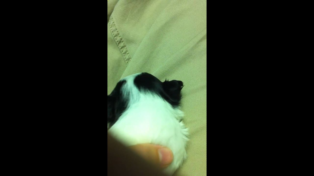 Shy puppy is shy