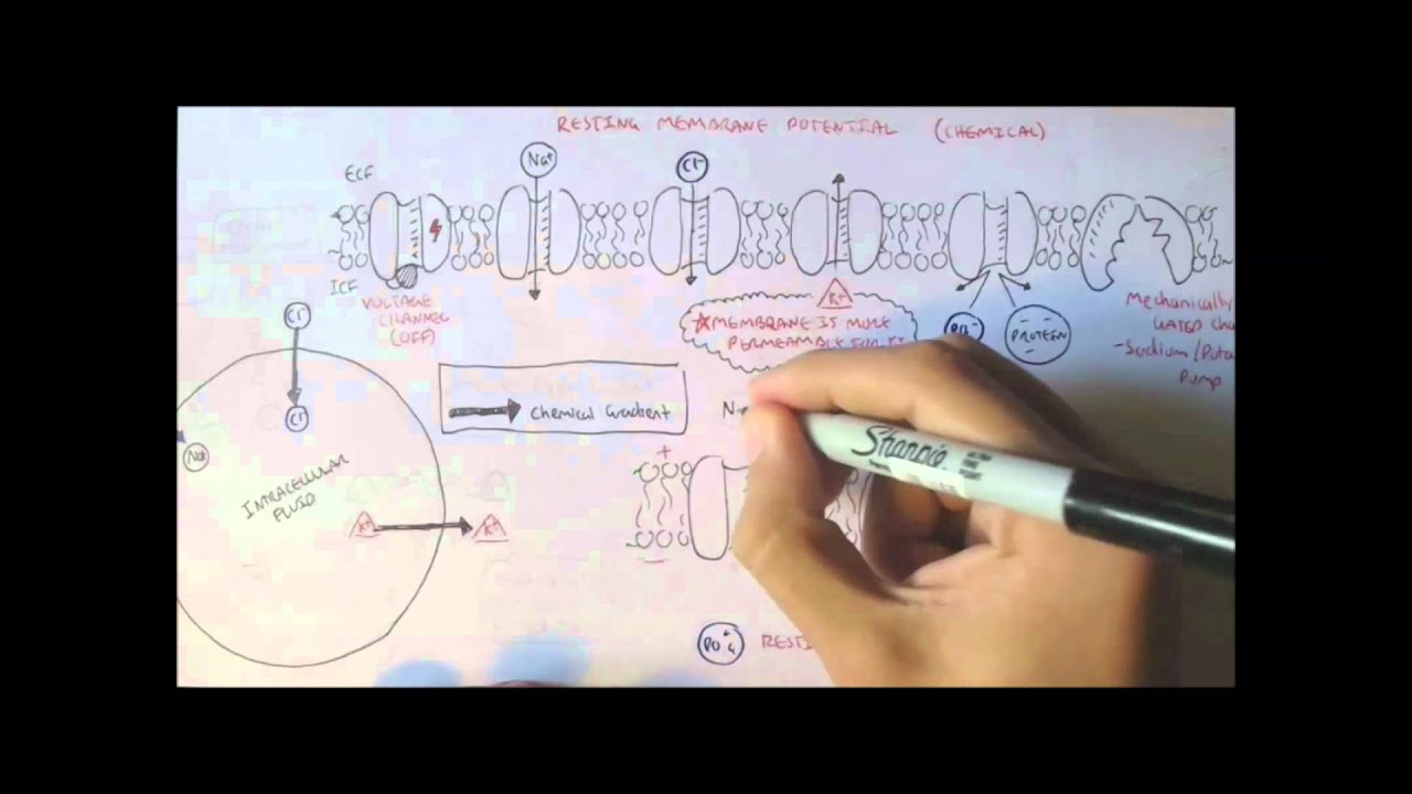 Nervous System - Resting Membrane Potential