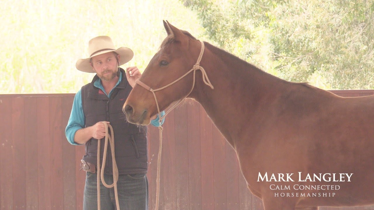 Helping a shut down horse that finds education stressful