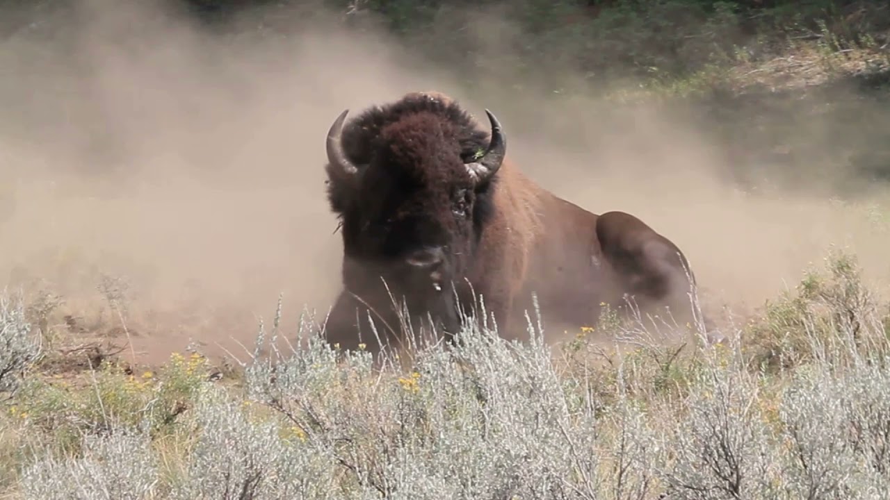 Bison Charge Along Road & A Bull Fight. Yellowstone Adventures.