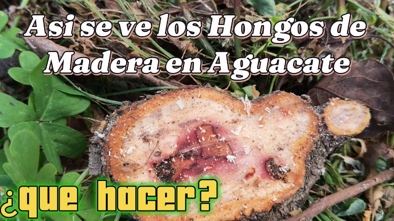 Poda de Rejuvenecimiento en Aguacate con Hongos Descendentes 🥑 Cómo Recuperarlo