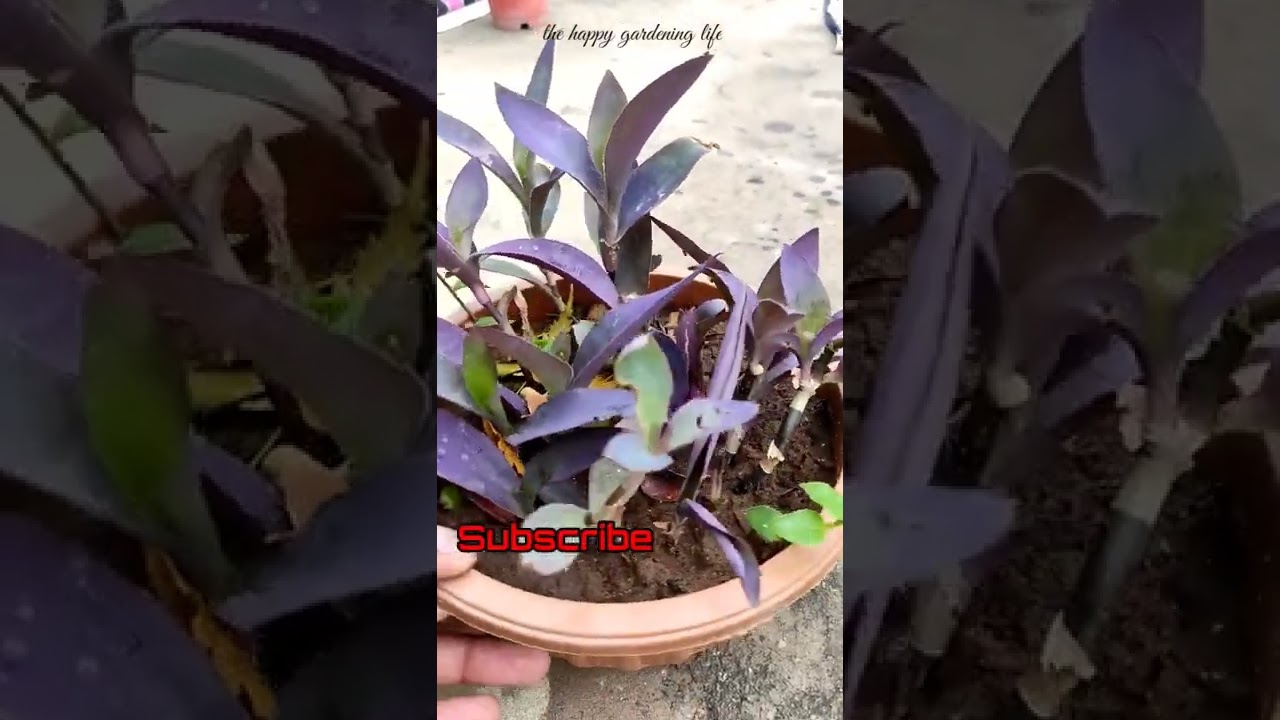 New baby plants in my Purple Heart 💜 plant || Best Hanging plant #ytshorts #shorts #viral