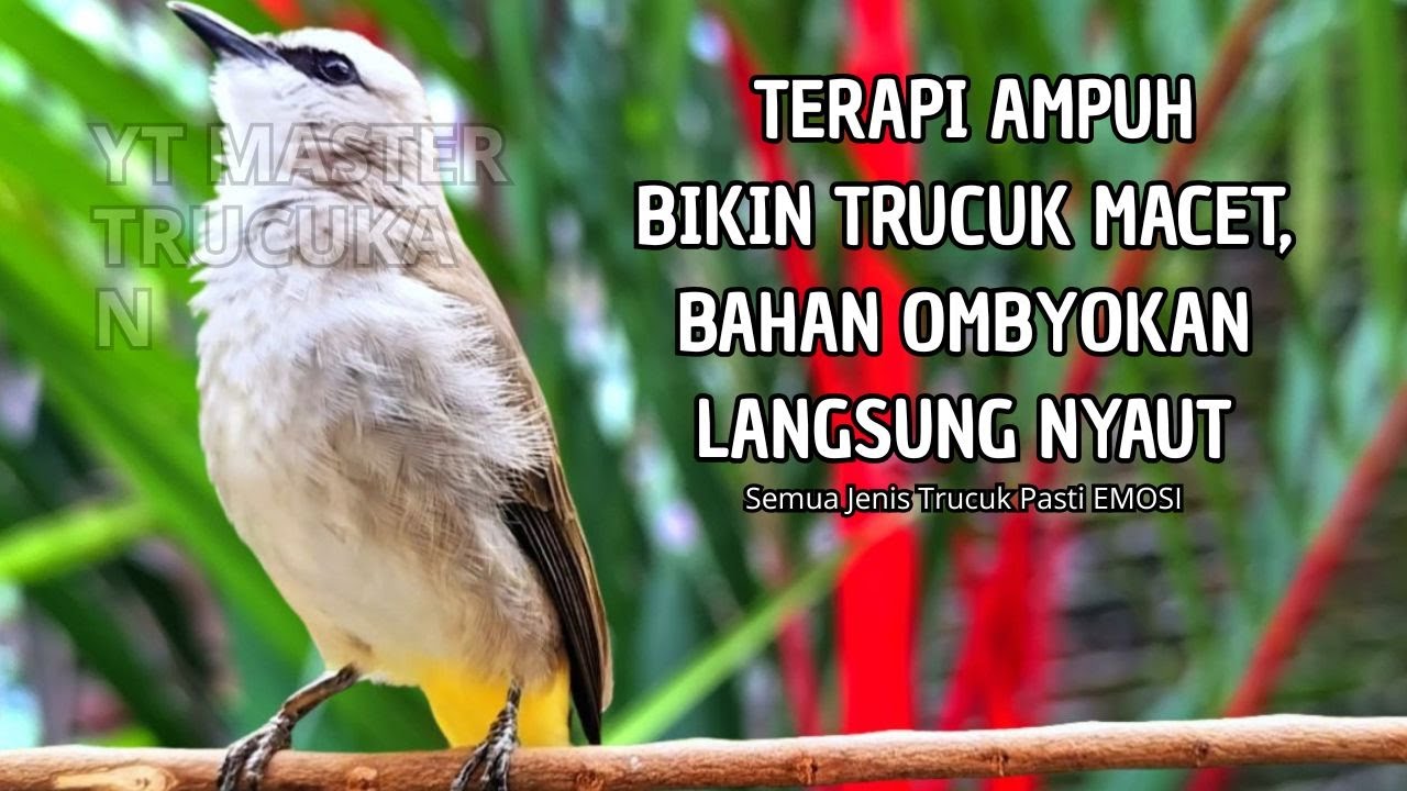 Trucukan GACOR ngalas ROPEL PANJANG suara alam AMPUH buat pancingan jadikan trucuk Gacor GARUDA