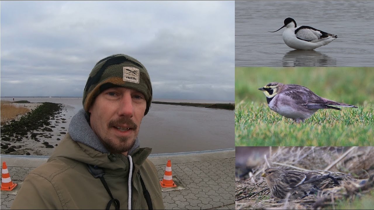 2024 год начинается отлично!🦅💪😁(коноплянка, шилоклювка, синица и не только)