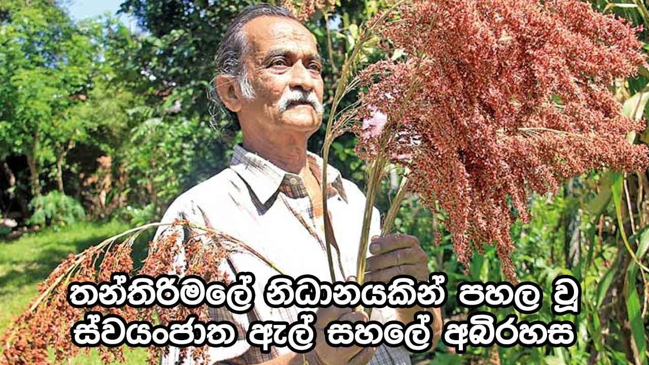 තන්තිරිමලේ නිධානයකින් පහල වූ ස්වයංජාත ඇල් සහලේ අබිරහස - Ancient Sri lankan Rice