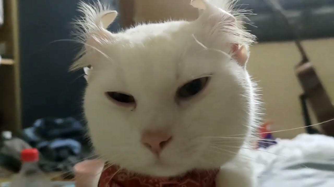 american curl? kinkalow???