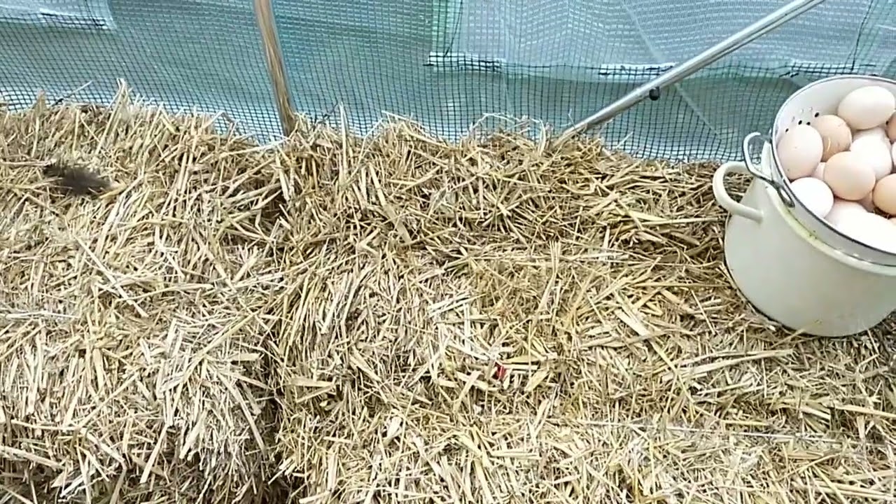 Sadzenie pomidor&oacute;w w słomie, przygotowanie podłoża cz.1