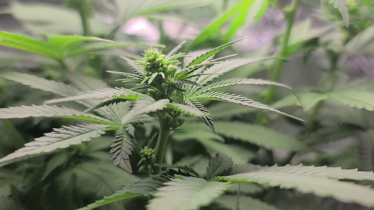 Male Cannabis plant showing female flowers. Let's see what happens with this Male kush plants seeds.