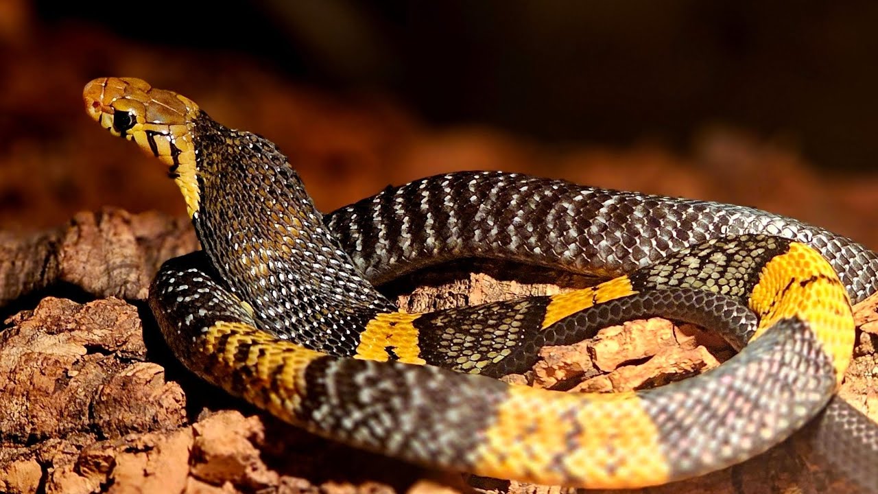 Naja savannula ( west African forest cobra )
