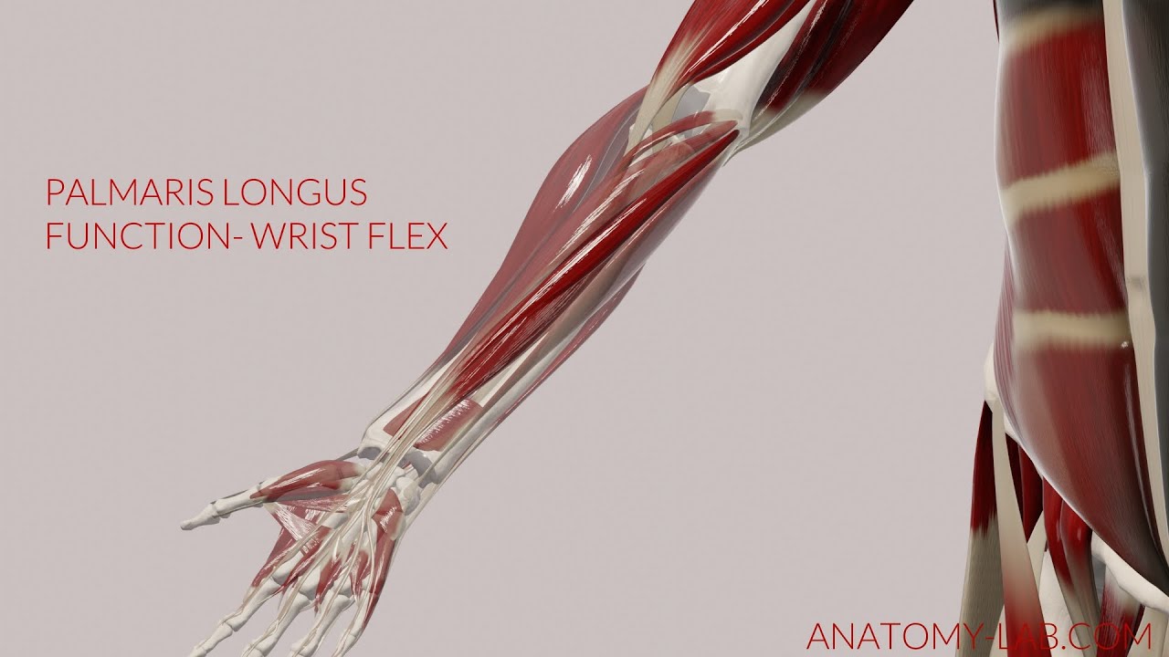 Palmaris Longus Function: Wrist Flexion (3D Animation)