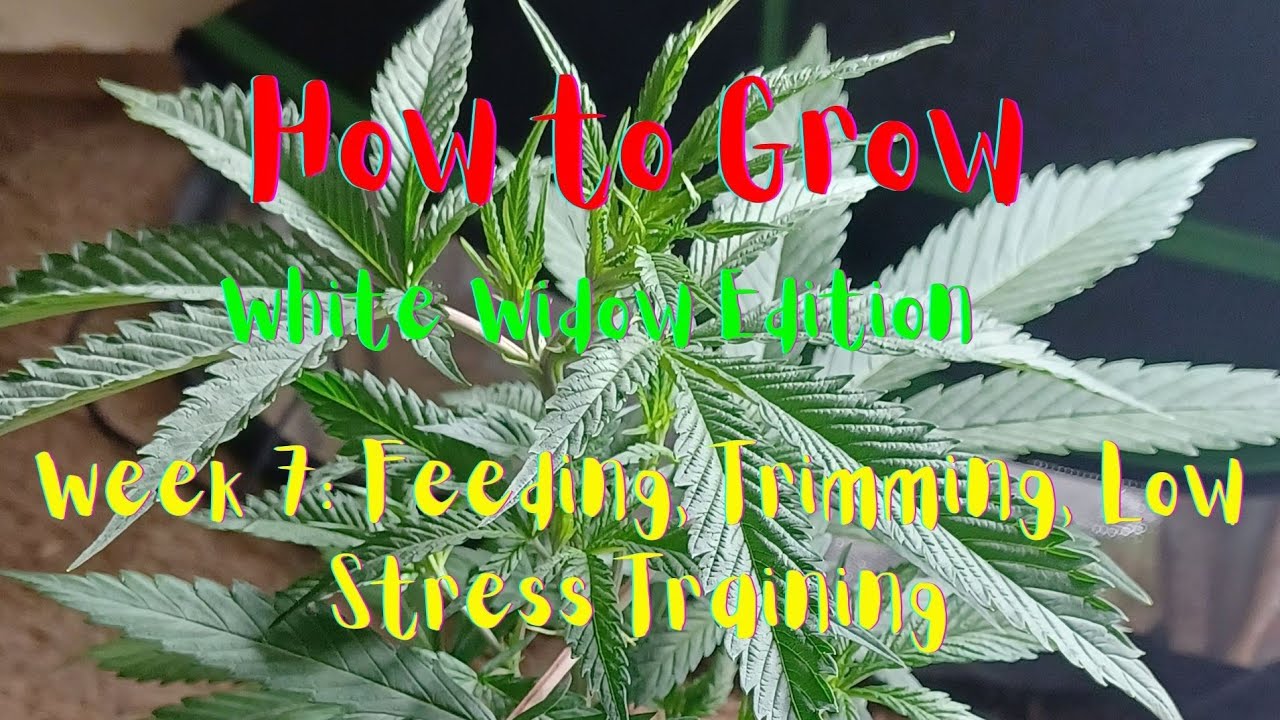 How to Grow Cannabis| White Widow Edition| Week 7 Veg: Feeding, Defoliation, & Low Stress Training