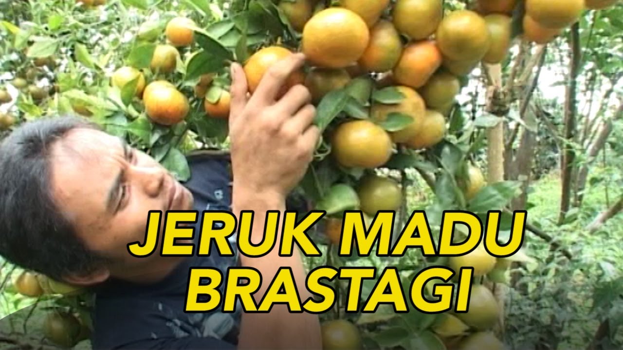 Wow, Jeruk Madu di Brastagi Sangat Melimpah | JELANG SIANG