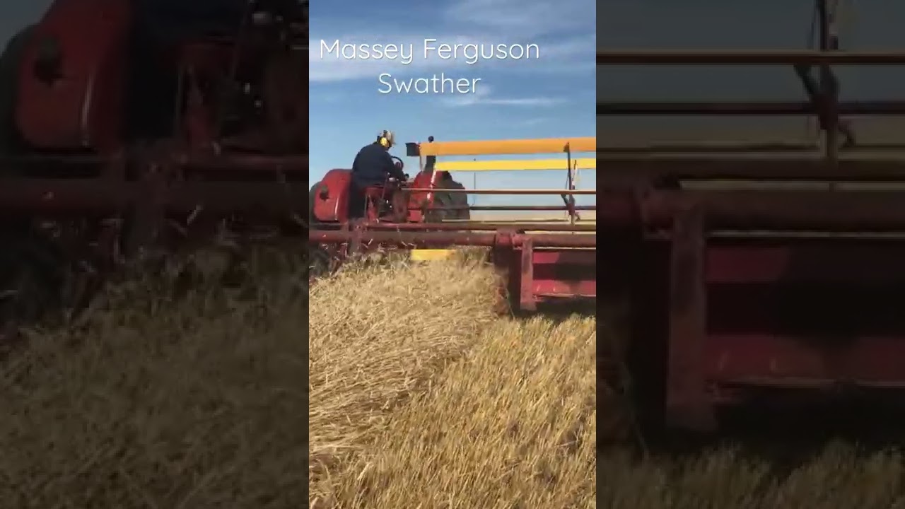 Massey Swather Harvest Time