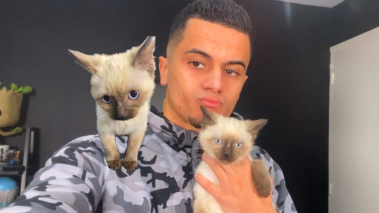 J'AI ADOPTÉ UN CHATON ! (il est mignon)