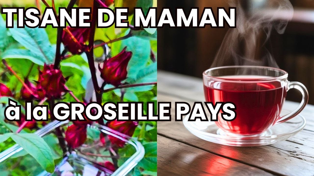 Cette Tisane Antillaise que ma Mère me préparait !