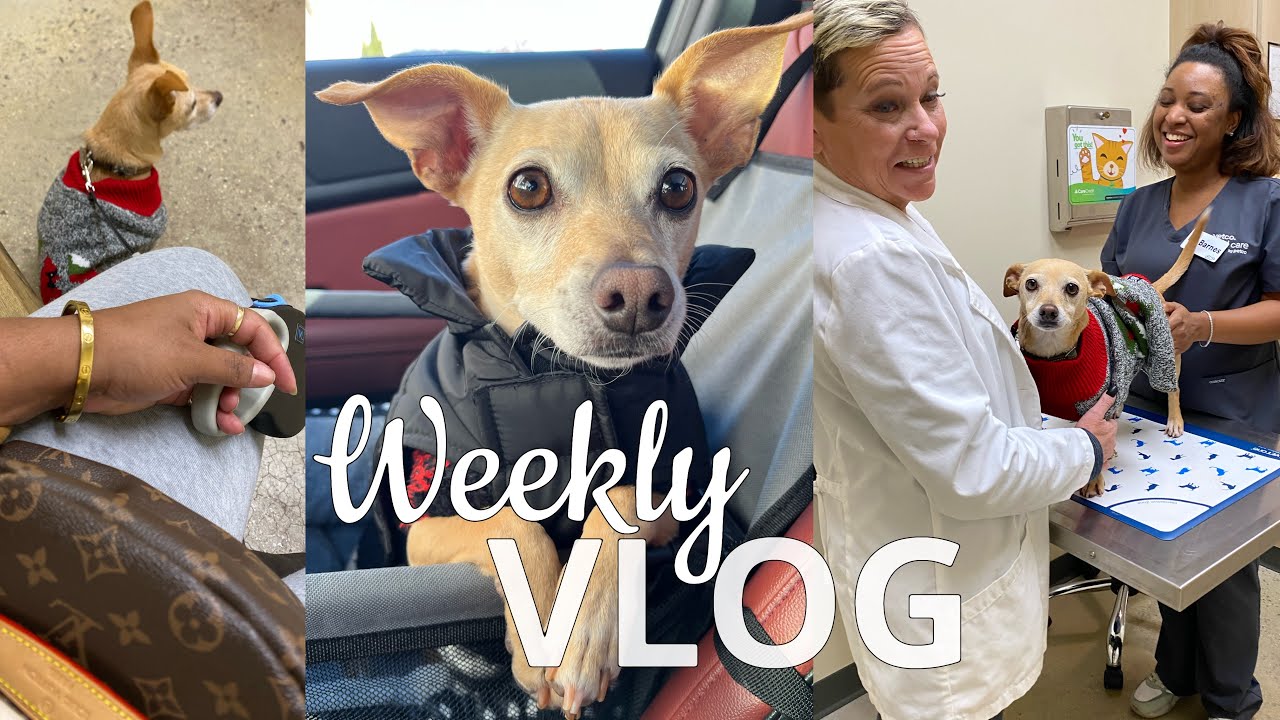 VLOG | Life With A Dog | Scout Says Thank You! Pawsitive Vet Visit + Gifts + Holiday Spirit🐾