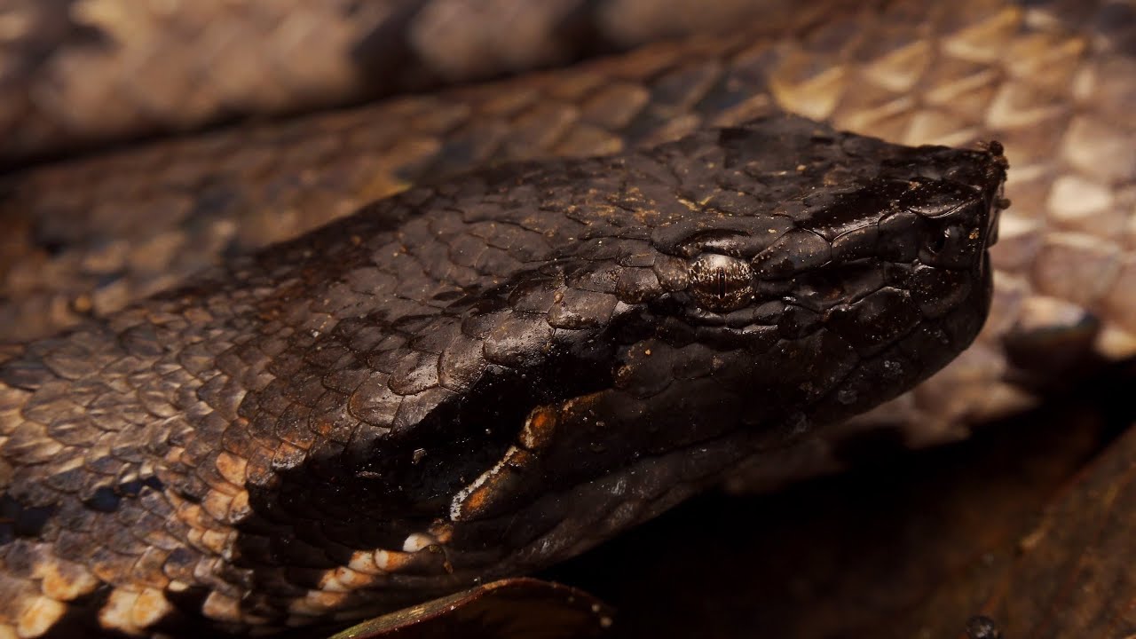 Garthius Mountain Pit Viper: Kinabalu National Park: Borneo Snakes
