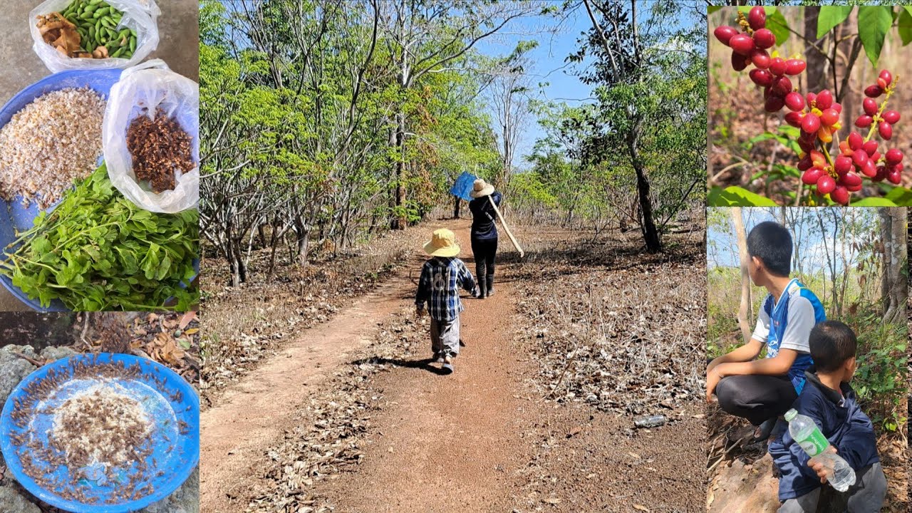 แหย่ไข่มดแดงวันนี้ได้หลายอย่างเลยค่ะ อาหารจากป่า