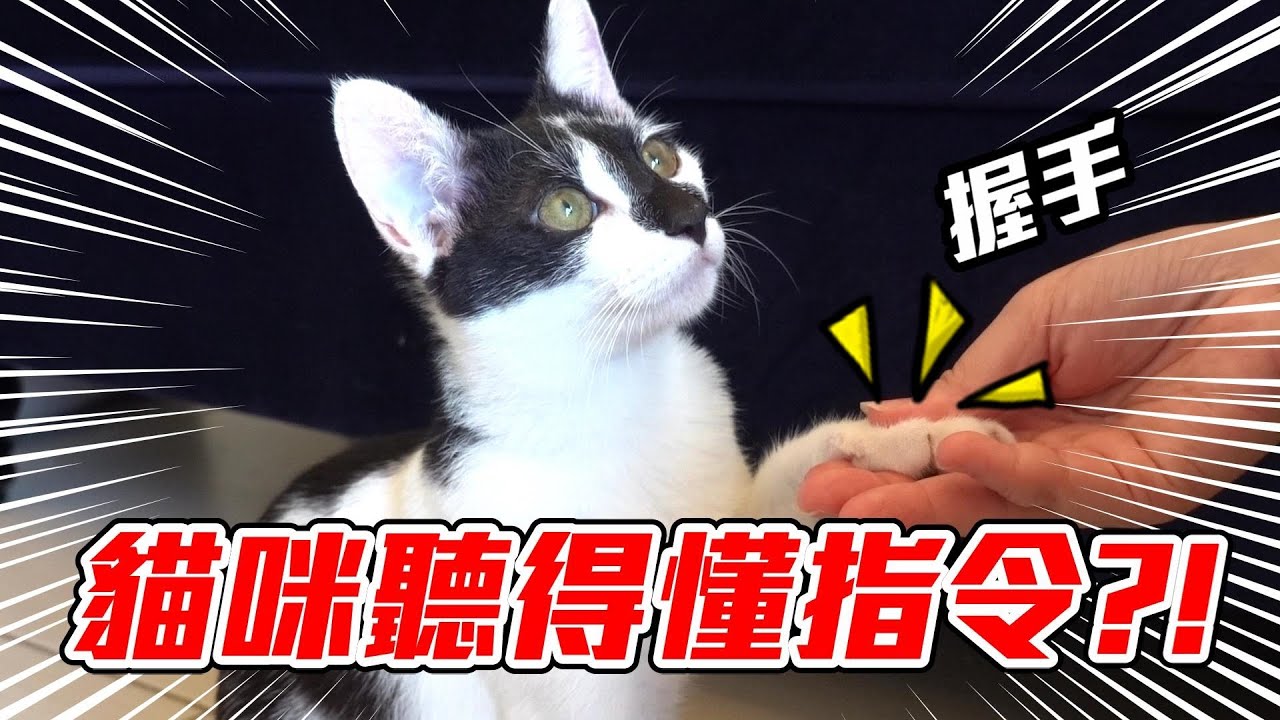 訓練貓咪握手跟坐下，竟然聽得懂指令?!【維特】｜這隻貓有病#04