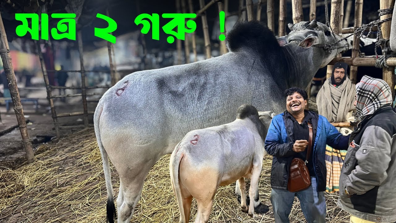 গরুর দাম বাড়তি? গাবতলী হাটে আকরাম ভাই নিলেন মাত্র ২ গরু | Gabtoli Haat 8 Jan 2026
