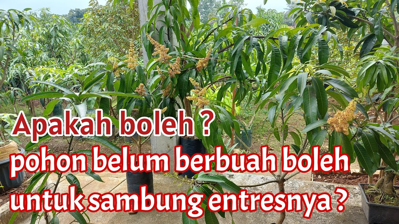 Awas hati-hati ....Pohon belum berbuah untuk di sambung