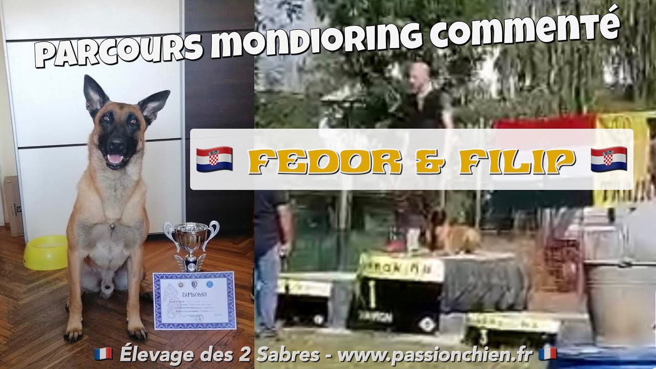 Je commente en direct le parcours mondioring échelon 1 en Hongrie du malinois FEDOR des 2 Sabres