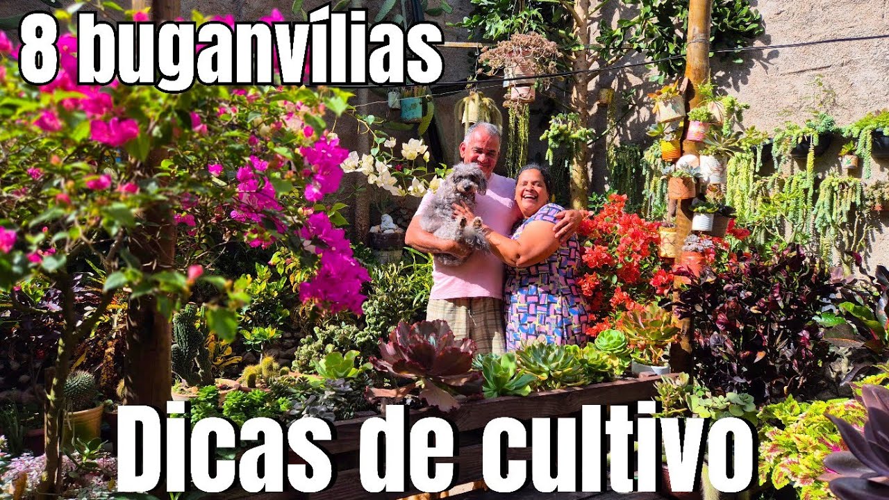8 ESPÉCIES DE BUGANVÍLIA CULTIVADAS EM VASOS: CORES, FORMAS E DICAS PARA TER FLORES O ANO TODO 