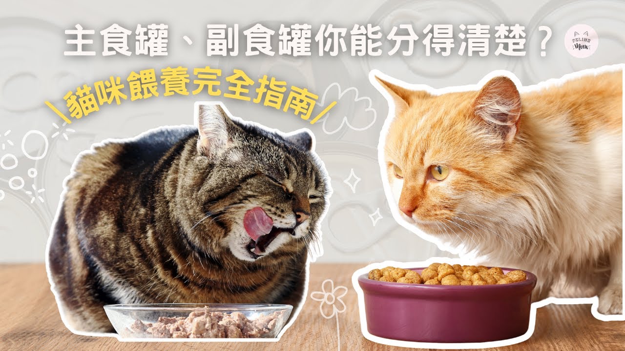 主食罐、副食罐你能分得清楚嗎？一睇就識!! 貓咪餵養完全指南