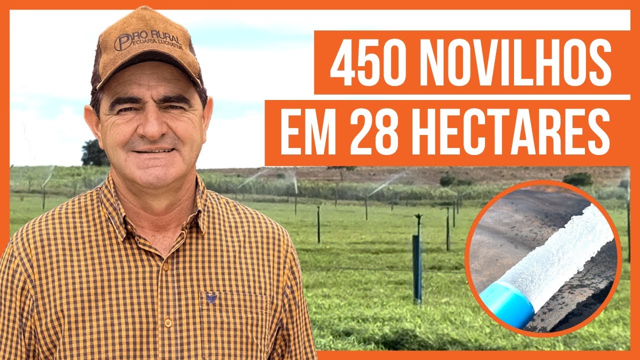 450 NOVILHOS EM 28 HECTARES - Projeto ROTACIONADO ADUBADO e IRRIGADO #parte7