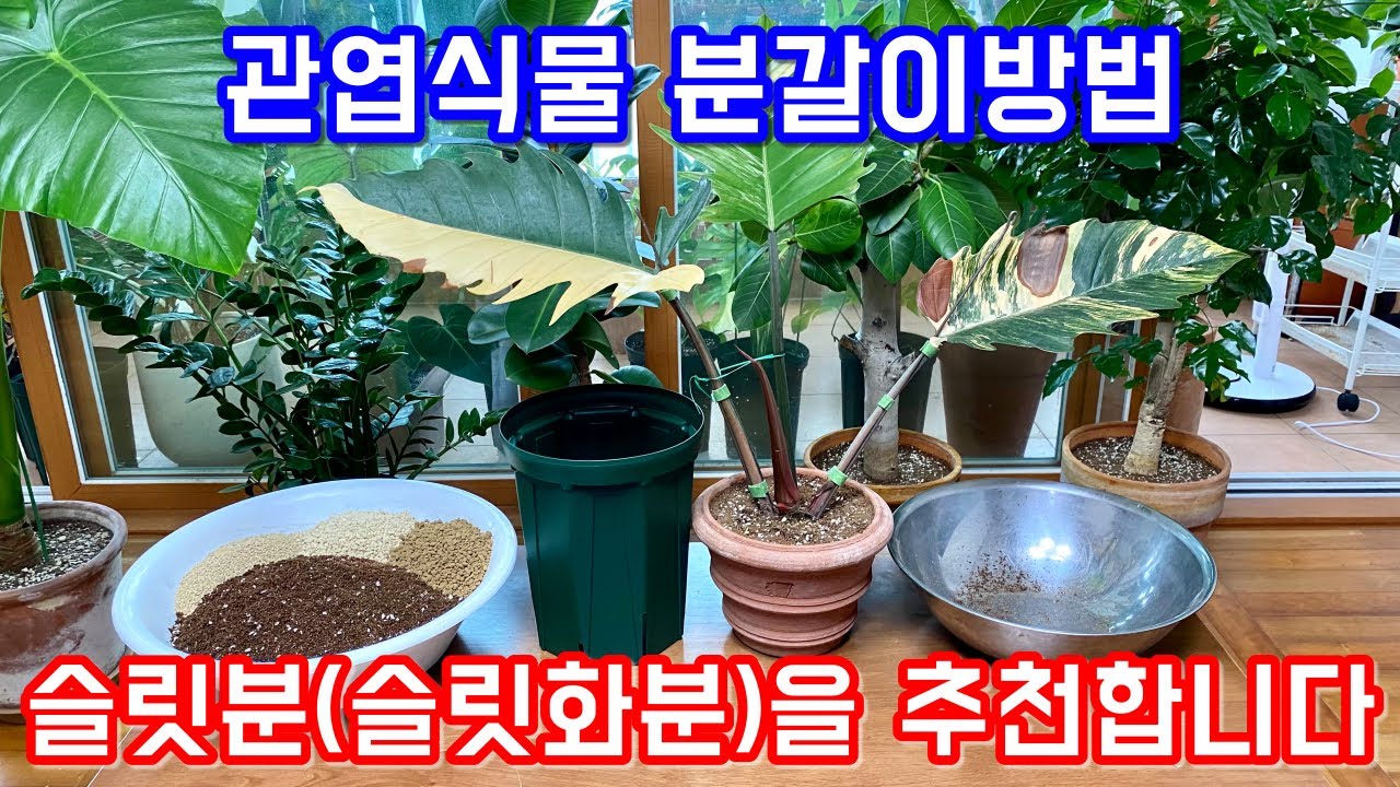 관엽식물 분갈이방법!! 슬릿분(슬릿화분)을 사용하는 이유!! 카라멜마블 분갈이 전과정!!