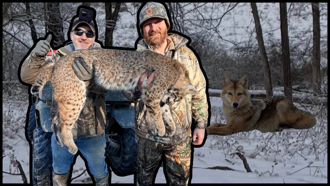 Epic Coyote, Bobcat & Raccoon Trapping episode. How to tips and tricks revealed. #trapper