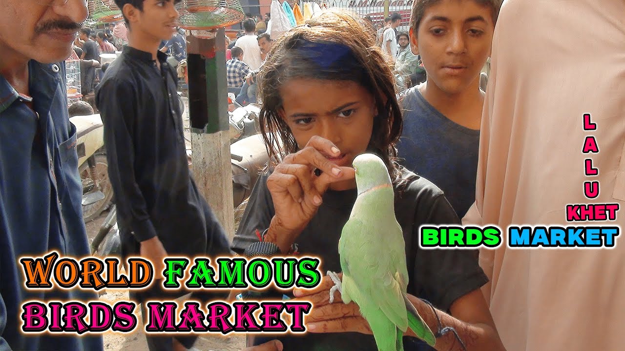 Lalukhet Exotic Parrots and Rare Birds Market Karachi 31-8-2025 Latest Update in Urdu | سوق الطيور