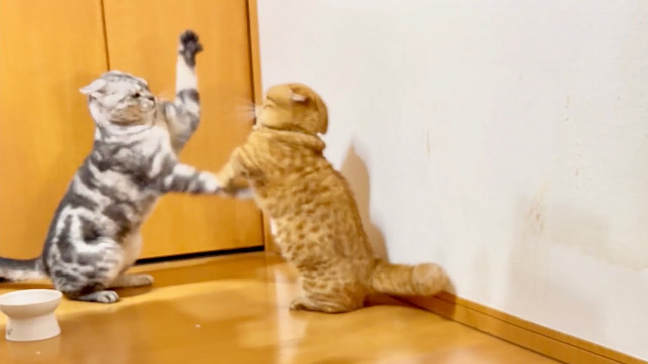 初めて見たぽちゃくんとクロくんのバトル