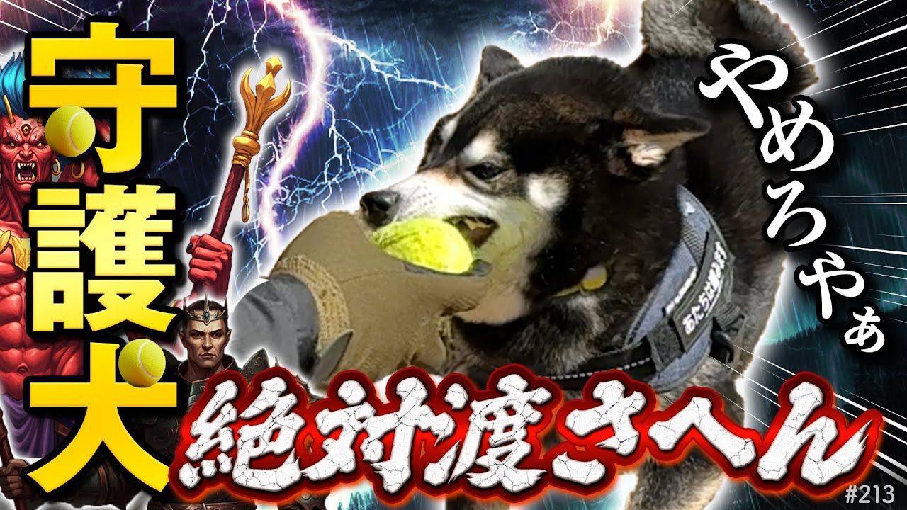 ボールを守護って離さない柴犬