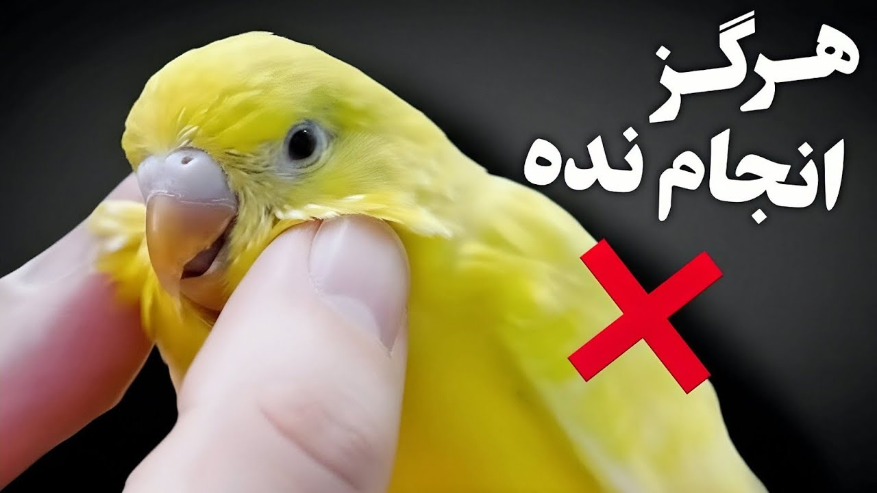 ۲۰ اشتباه خطرناک در نگهداری مرغ عشق که هرگز نباید انجام بدی❗
