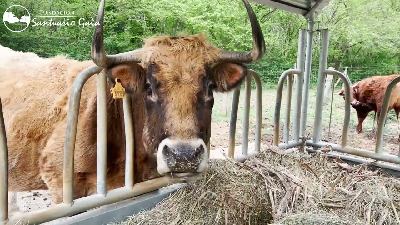 Pedro, un toro enorme con un corazón enorme ❤️