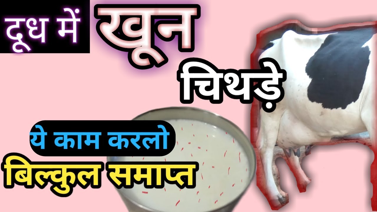cow ka milk me blood aana गाय के दूध में खून आने का इलाज /गाय के दूध में खून आने का उपाय