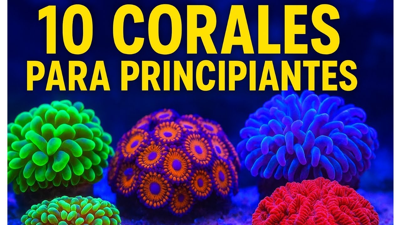 Los 10 CORALES más fáciles para PRINCIPIANTES en acuario marino 🌊🐠