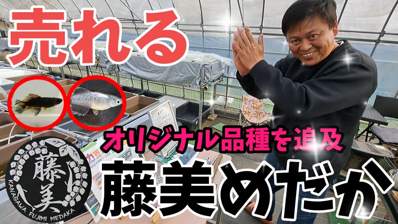 【神奈川県】品質重視だからよく売れる❗オリジナル品種を追及【藤美めだか】めだかの掛け合わせのお話。安らぎAQUAちゃんねる