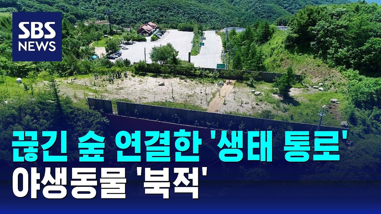 끊긴 숲 연결한 '생태 통로'&hellip;야생동물 '북적' / SBS
