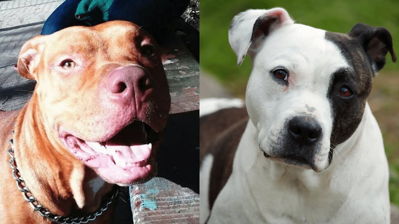 Pitbulls Being Wholesome EP.45 | Funny and Cute Pitbull Compilation