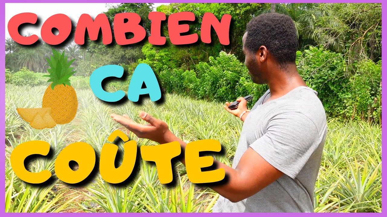 🍍Combien pour DÉBUTER dans la Culture de l'Ananas ?  | Investir en Guinée