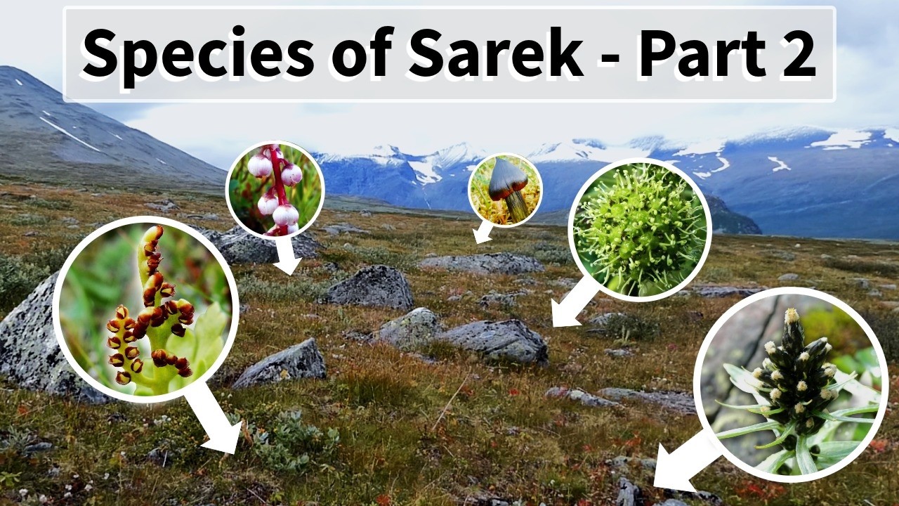 Species of Sarek - Part 2 (Final)