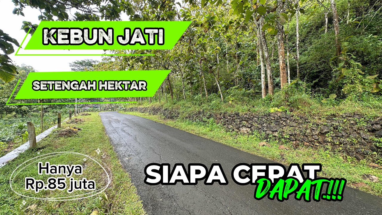 TERJUAL❌Tanah kebun jati pinggir jalan aspal luas setengah hektar hanya 85 juta