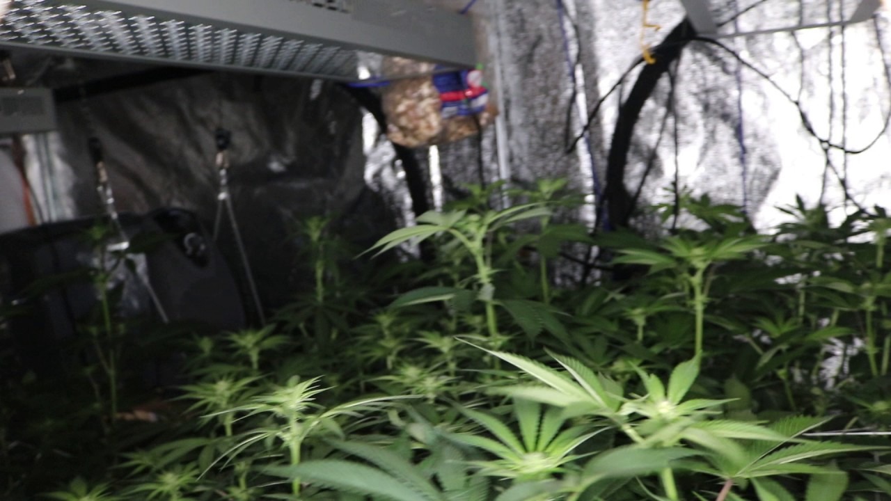 grow season 9 (2 weeks flower  ) REMO NUTRIENTS,MAMMOTH P