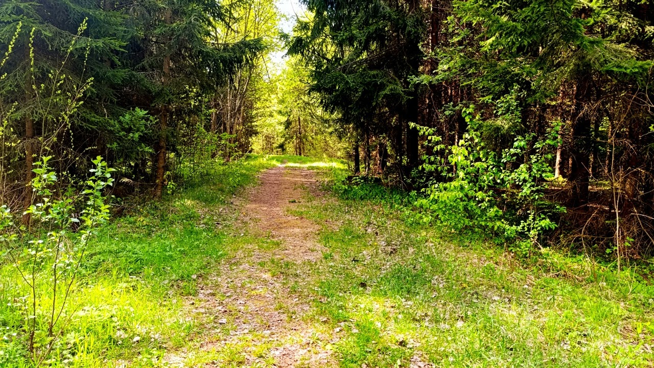 Целебное пение птиц. Крепкое здоровье благодаря звукам природы.