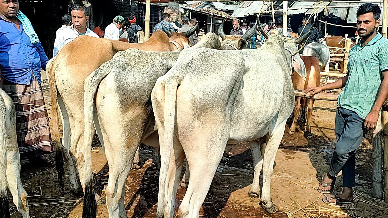 ১৩/১২/২৪/ইন্ডিয়ান একেবারে হাড্ডি স্যার ও খামারের উপযোগী বলদ গরুর দাম জানুন।